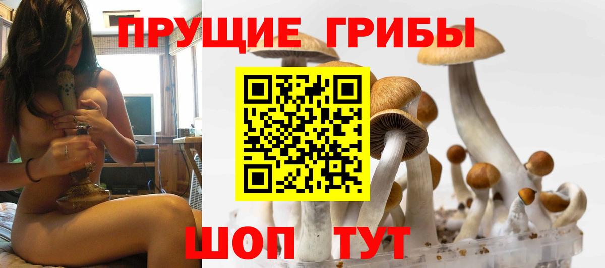 Галлюциногенные грибы Psilocybine cubensis Курган